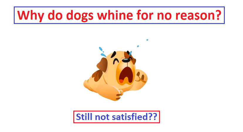 Why do dogs whine when nothing is wrong? 