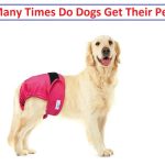 How Many Times Do Dogs Get Their Period?[ Expert Guide 2024 ]