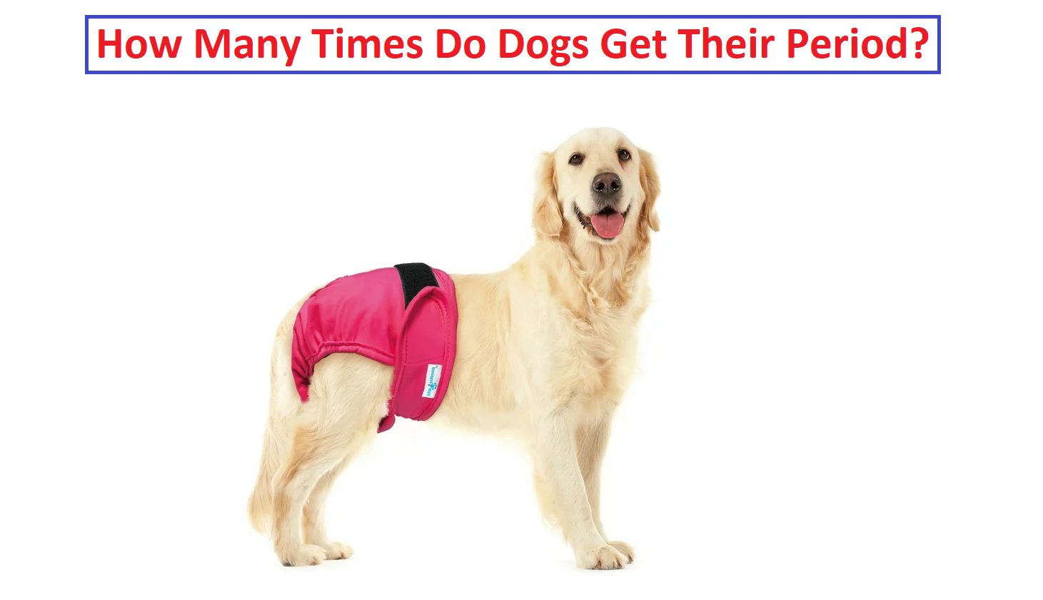 How many times do dogs get their period?