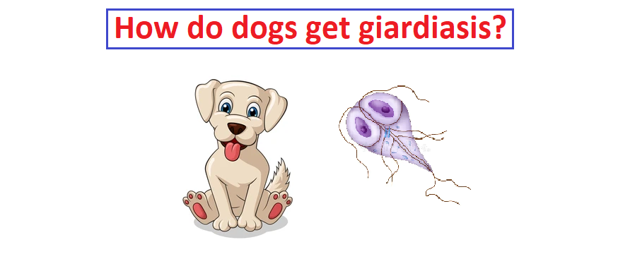 how do dogs get giardiasis?