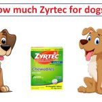 How much is Zyrtec for dogs? [Expert Guide 2024]
