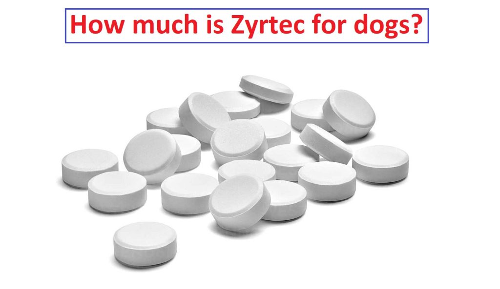 How much Zyrtec can a dog take?