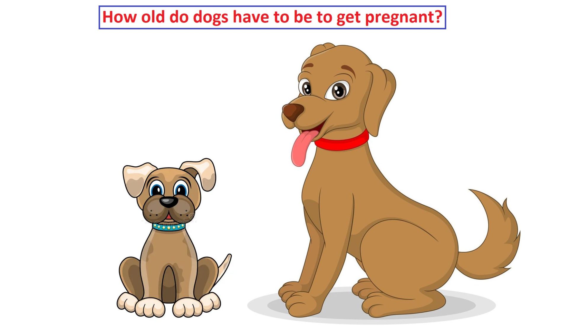 How old do dogs have to be to get pregnant?