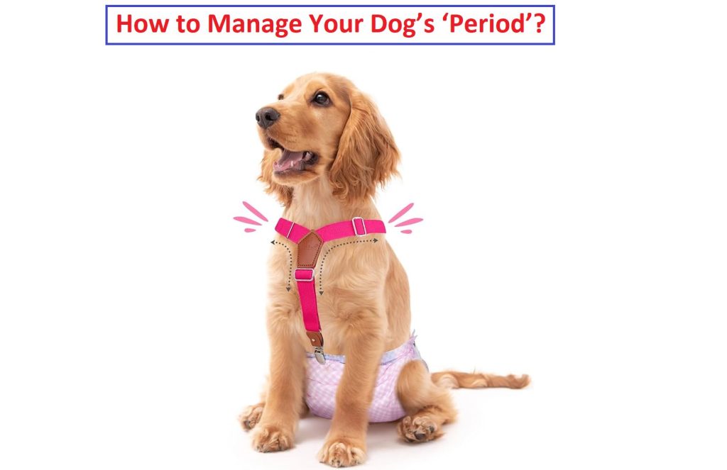 How do I take care of my dog on her period? 