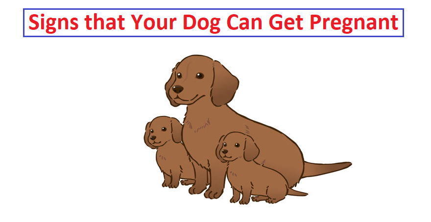 how to tell if your dog is pregnant at home
