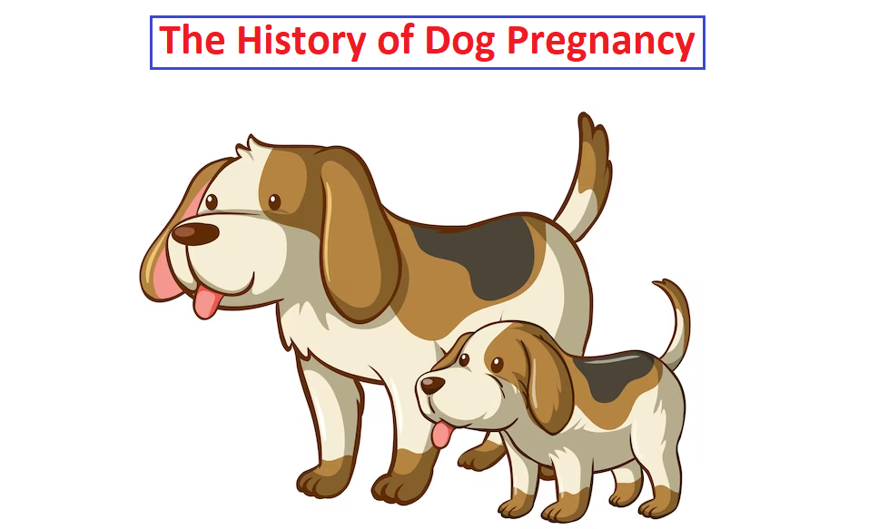 What is the timeline of dog pregnancy? 