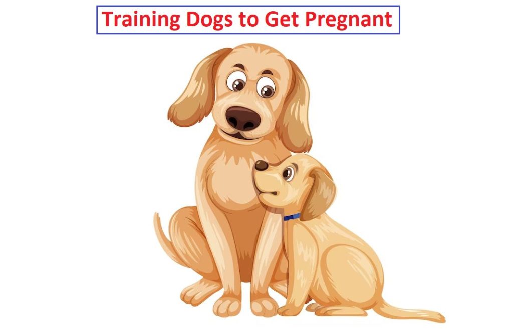 How can I increase my dogs chances of getting pregnant?