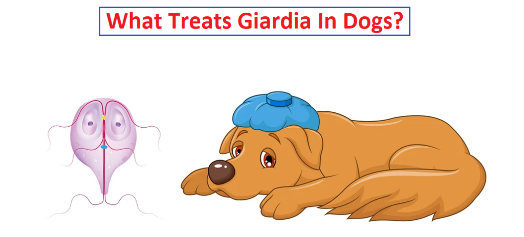 how do dogs get giardia