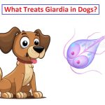 What Treats Giardia in Dogs? [ 2024 ]
