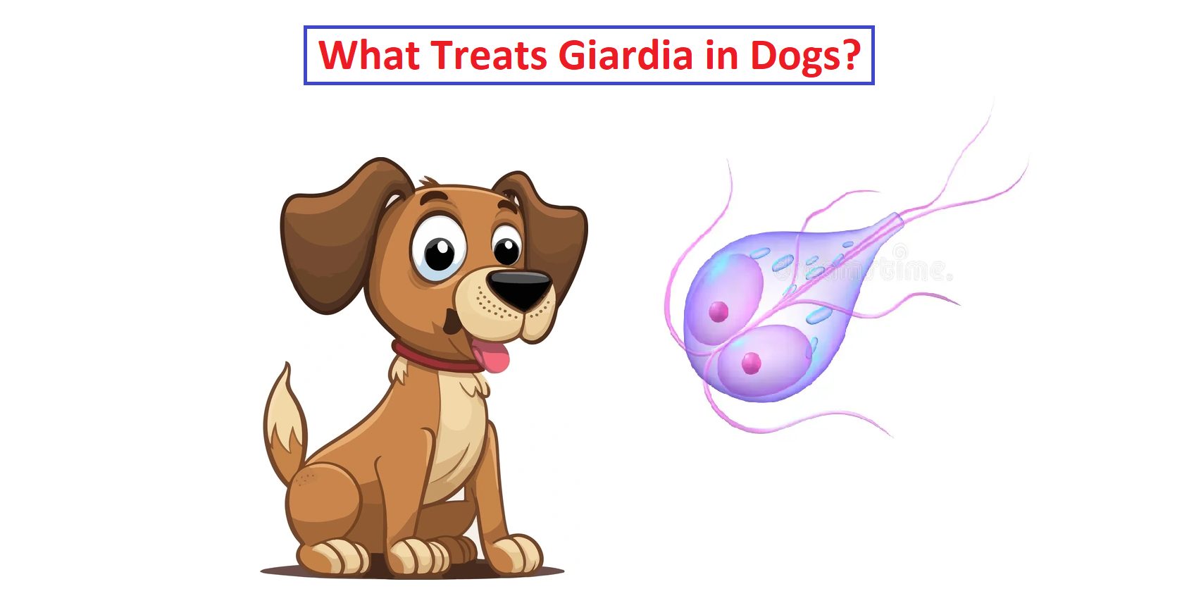 What Treats Giardia in Dogs: Symptoms, Causes and Treatment
