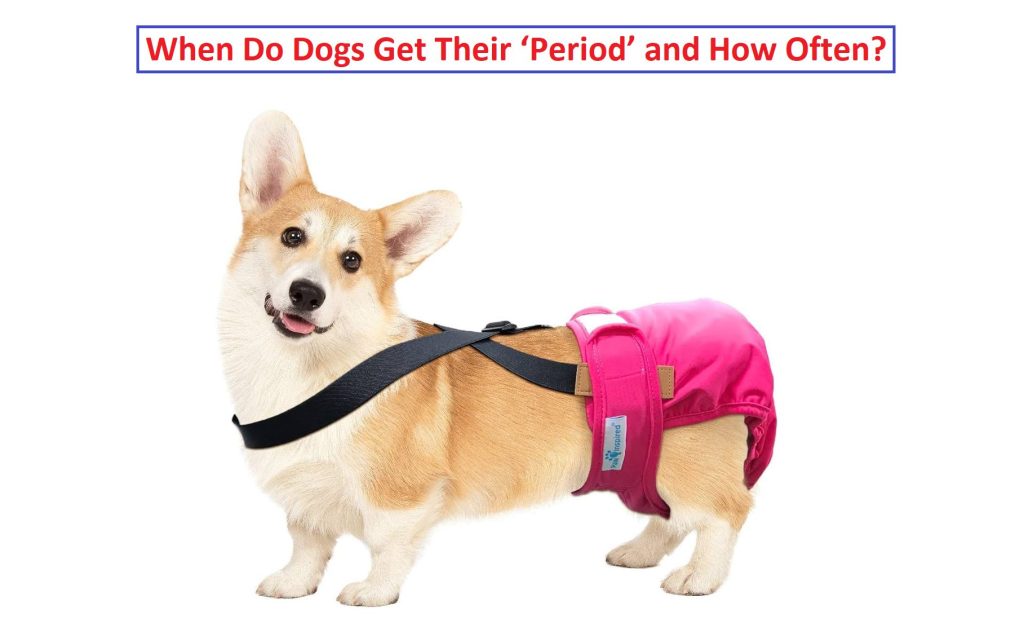 how long do females dog periods last?