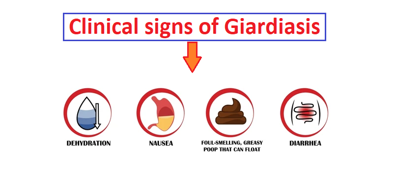 how is giardia diagnosed, or clinical signs