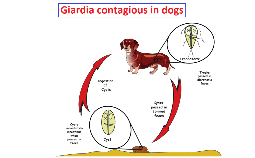how long is giardia contagious in dogs