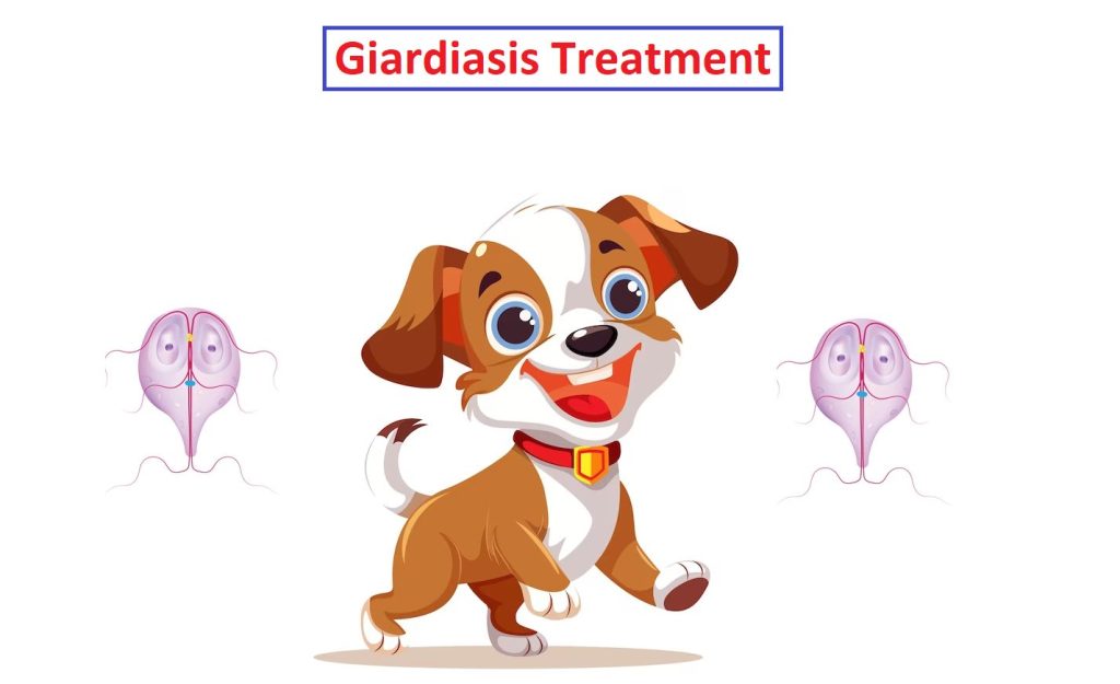 What is the best medicine for giardia in dogs?