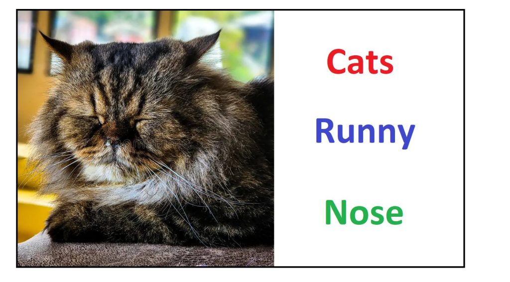 Treating a Cat’s Runny Nose