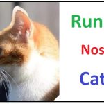 Runny Nose in Cats: 8 Causes to Consider