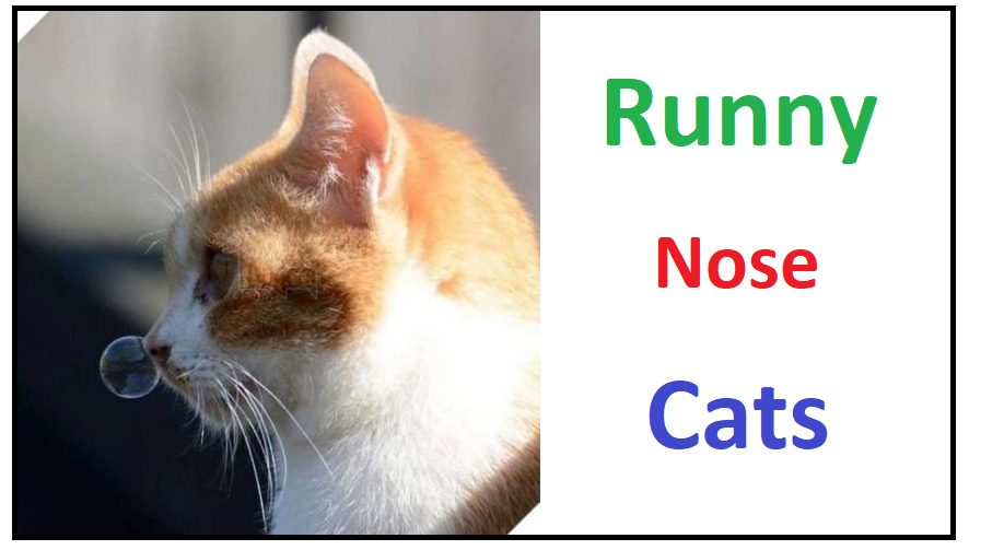 Runny Nose in Cats: 8 Causes to Consider